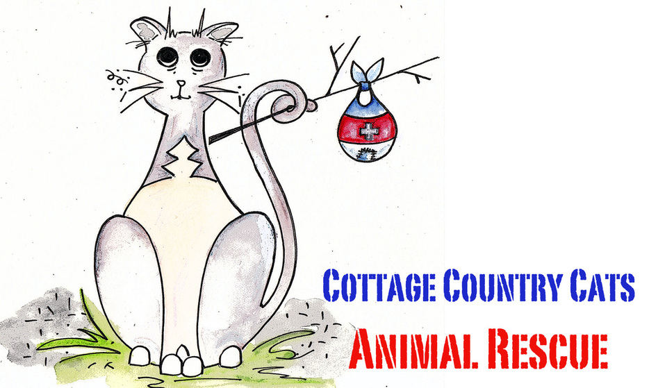 country cats rescue